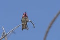 AnnaÃ¢â¬â¢s Hummingbird in Sunlight